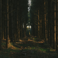 Buy canvas prints of Evening sunlight on dense Pine woodland. by Liam Grant