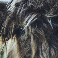 Buy canvas prints of Closeup of Highland cattle. by Liam Grant