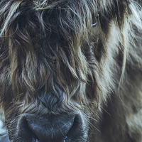 Buy canvas prints of Closeup of Highland cattle. by Liam Grant