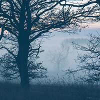 Buy canvas prints of Distant tree in fog. Norfolk, UK. by Liam Grant
