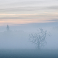 Buy canvas prints of Evening sky and rural tree though fog. by Liam Grant