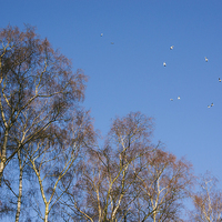 Buy canvas prints of Winter Birch trees and gulls flying against a blue by Liam Grant