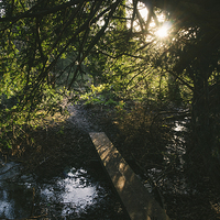 Buy canvas prints of Sunlight and footbridge below a Yew tree. by Liam Grant