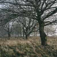 Buy canvas prints of Morning frost and fog in deciduous woodland. by Liam Grant