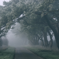 Buy canvas prints of Frost covered trees over country road in morning f by Liam Grant