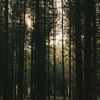 Buy canvas prints of Sunlight through dense Pine tree forest. by Liam Grant