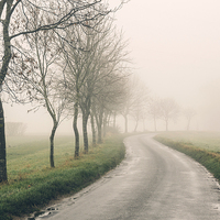 Buy canvas prints of Row of trees beside remote country road in fog. by Liam Grant