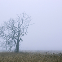Buy canvas prints of Remote tree in rural fog. by Liam Grant