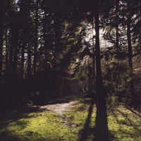 Buy canvas prints of Morning sunlight through woodland. by Liam Grant