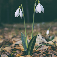 Buy canvas prints of Wild snowdrops. by Liam Grant
