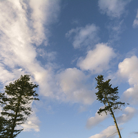 Buy canvas prints of Evening sky and Pine trees. by Liam Grant
