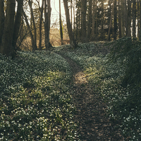 Buy canvas prints of Sunlight over woodland path surrounded by wild Sno by Liam Grant
