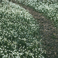 Buy canvas prints of Path through wild Snowdrops. Norfolk, UK. by Liam Grant