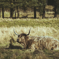 Buy canvas prints of Highland cow laying in a field. Norfolk, UK. by Liam Grant