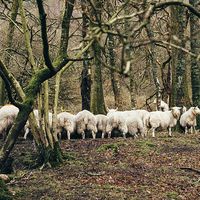 Buy canvas prints of Sheep grazing in woodland near Coniston Water. by Liam Grant