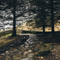 Buy canvas prints of Stone path in woodland at Blea Tarn. by Liam Grant