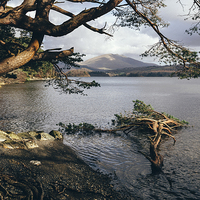 Buy canvas prints of Sunlit tree roots on the shore of Derwent Water. by Liam Grant