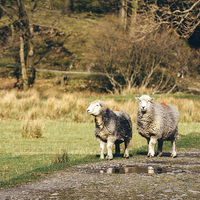 Buy canvas prints of Herdwick sheep stood on footpath. by Liam Grant