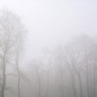 Buy canvas prints of Early morning sun and trees in fog. by Liam Grant