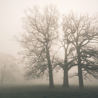 Buy canvas prints of Early morning sun and trees in fog. by Liam Grant