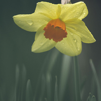 Buy canvas prints of Wild Daffodil with orange center. by Liam Grant