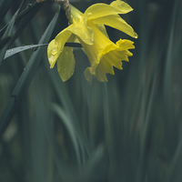 Buy canvas prints of Wild yellow Daffodil. by Liam Grant