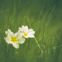 Buy canvas prints of Wild Primrose flowers among grass. by Liam Grant