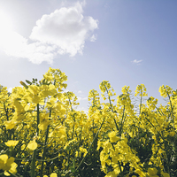 Buy canvas prints of Field of Rapeseed (Canola) against sunlit blue sky by Liam Grant