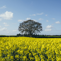 Buy canvas prints of Field of Rapeseed (Canola) and tree against a sunl by Liam Grant