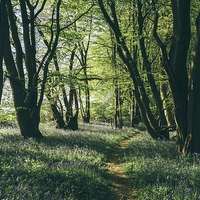 Buy canvas prints of Path through Bluebells growing wild in natural woo by Liam Grant