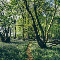 Buy canvas prints of Path through Bluebells growing wild in natural woo by Liam Grant