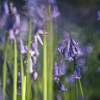 Buy canvas prints of Detail of early morning light on wild Bluebells. by Liam Grant