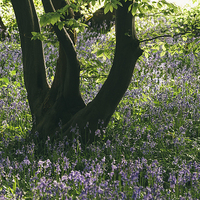 Buy canvas prints of Wild Bluebells in ancient woodland. by Liam Grant
