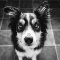 Buy canvas prints of Tri-coloured border collie. by Liam Grant