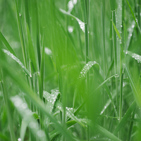 Buy canvas prints of Fresh wild grass covered in dew water droplets. by Liam Grant