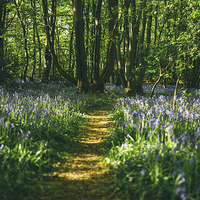 Buy canvas prints of Path through wild Bluebells in ancient woodland. by Liam Grant