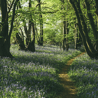 Buy canvas prints of Path through wild Bluebells in ancient woodland. by Liam Grant