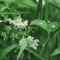 Buy canvas prints of Wild Ground-elder flowers among dew covered grass. by Liam Grant