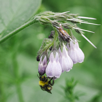Buy canvas prints of Bumble bee collecting nectar from a Common Comfrey by Liam Grant