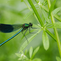 Buy canvas prints of Banded Demoiselle dragonfly (Calopteryx splendens) by Liam Grant