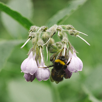 Buy canvas prints of Bumble bee collecting nectar from a Common Comfrey by Liam Grant