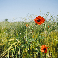 Buy canvas prints of Poppies and Barley. by Liam Grant