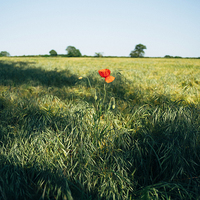 Buy canvas prints of Lone Poppy in a field of Barley. by Liam Grant