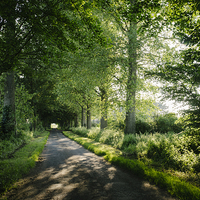 Buy canvas prints of Sunlight through a remote country road lined with  by Liam Grant