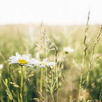 Buy canvas prints of Oxeye Daisy among wild grasses. by Liam Grant