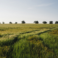 Buy canvas prints of Barley field with trees on the horizon. by Liam Grant