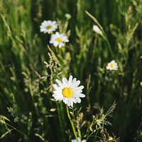 Buy canvas prints of Oxeye Daisy among wild grasses. by Liam Grant