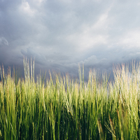 Buy canvas prints of Field of barley against a stormy evening sky. by Liam Grant