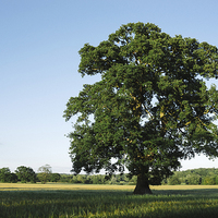 Buy canvas prints of Large Oak tree in a field of Barley. by Liam Grant