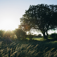 Buy canvas prints of Setting sun behind a remote tree. by Liam Grant